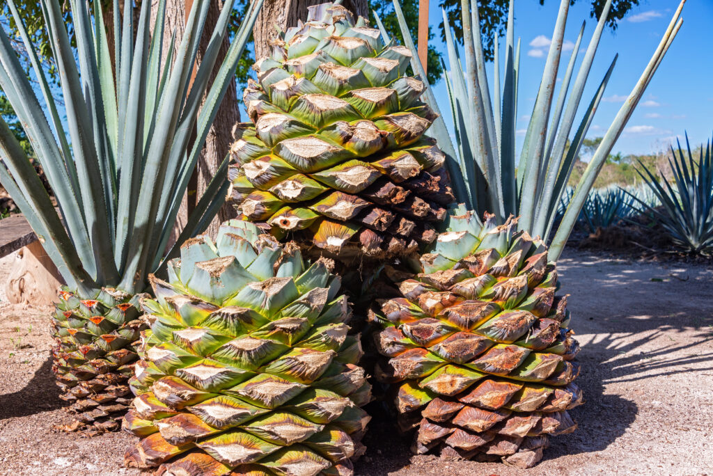 Exploring the Rise of U.S.-Based Agave Spirits