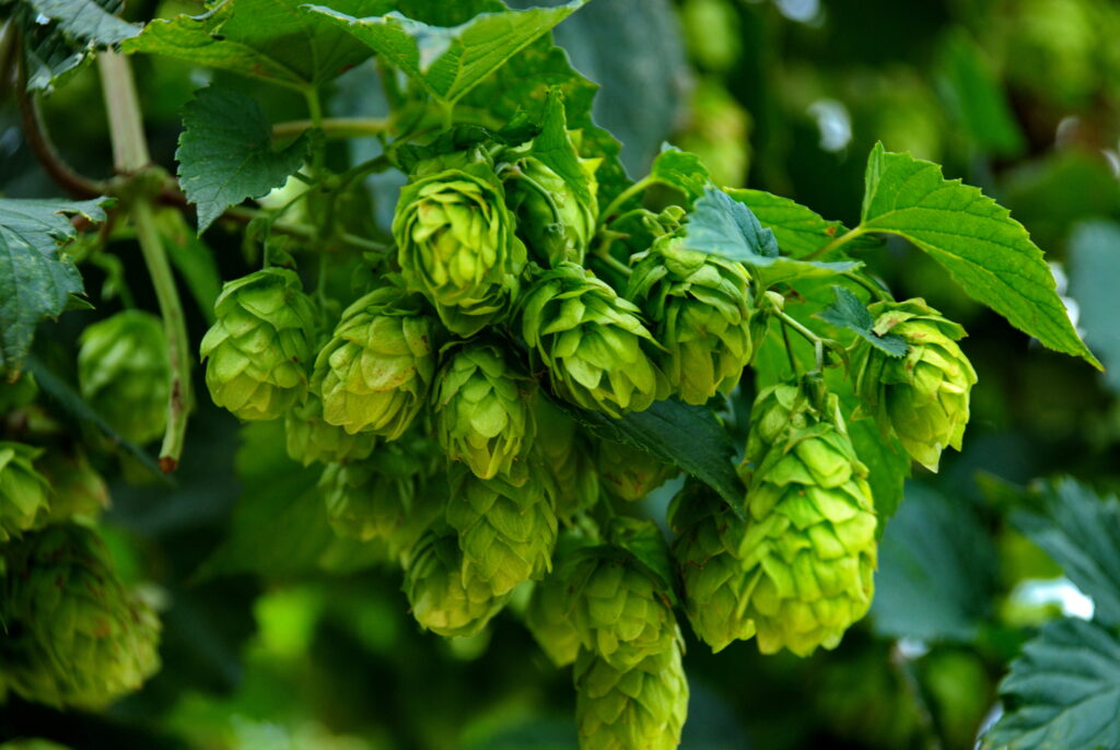 close up photo of hop buds on the vine